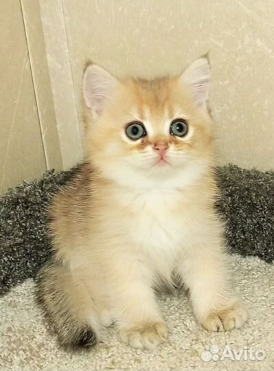 Золотые котики