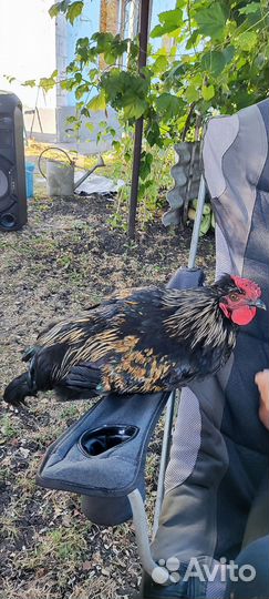 Петух ручной 4 месяца