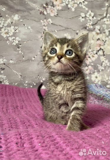 Котенок Мурзик в дар