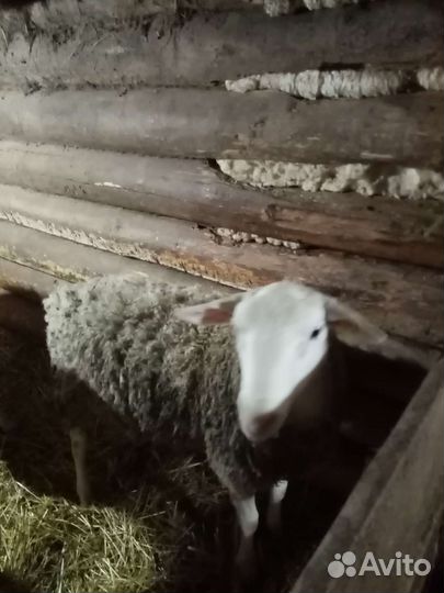 Бараны 75 дорпер