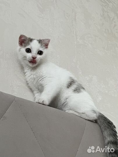 Кошка в дар