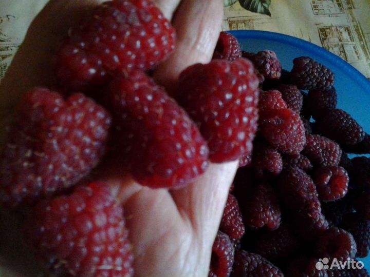 Малина крупноплодная Шапка Мономаха