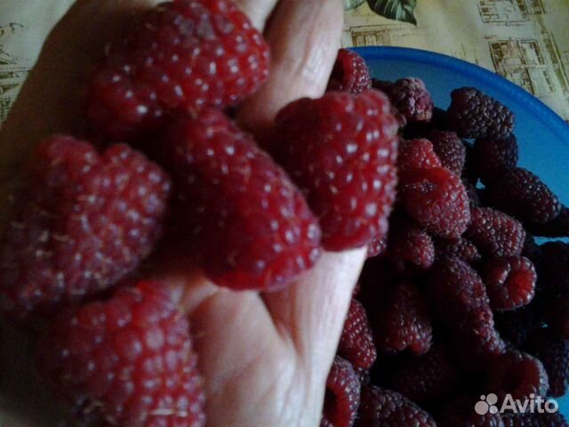 Малина крупноплодная Шапка Мономаха