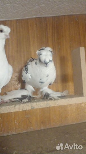 Голуби (разные)