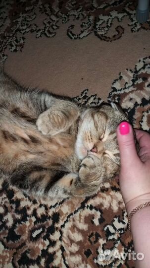 Шотландская кошечка ищет жениха