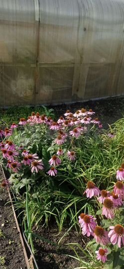 Дом 50 м² на участке 3,2 сот.