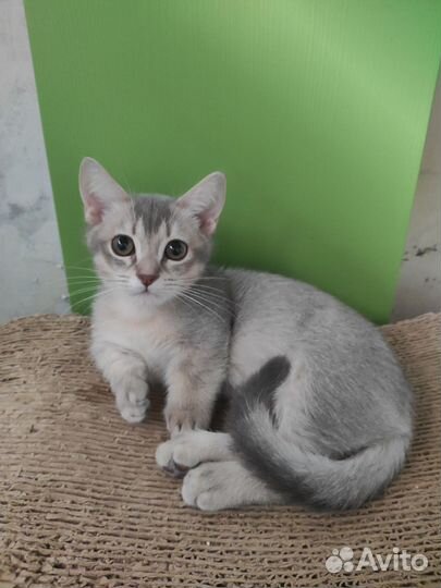Манчкин, кошка-такса