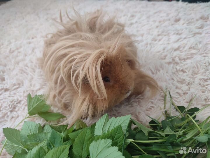 Морская свинка мальчик