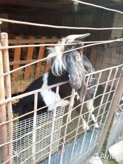 Козел Ламанча