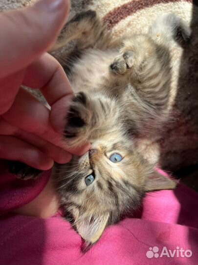 Котенок(девочка) бесплатно в добрые руки
