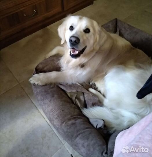 Передержка домашняя Адлер