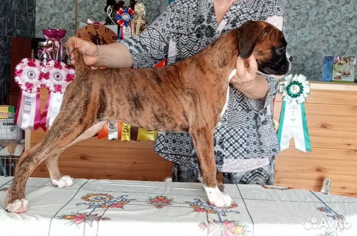 Боксер щенок мальчик