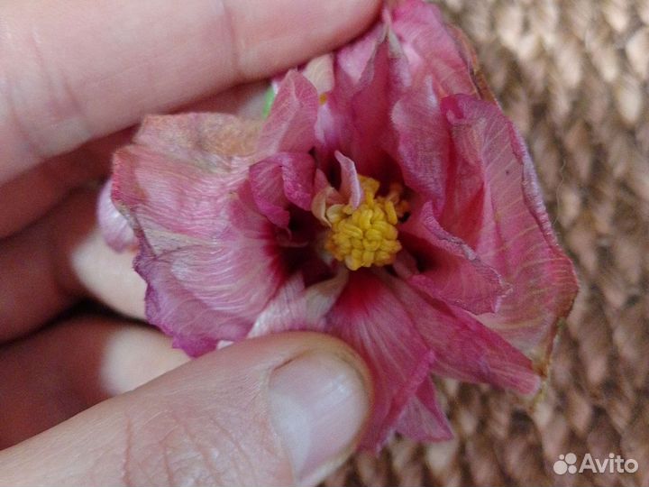 Сортовые гибискусы