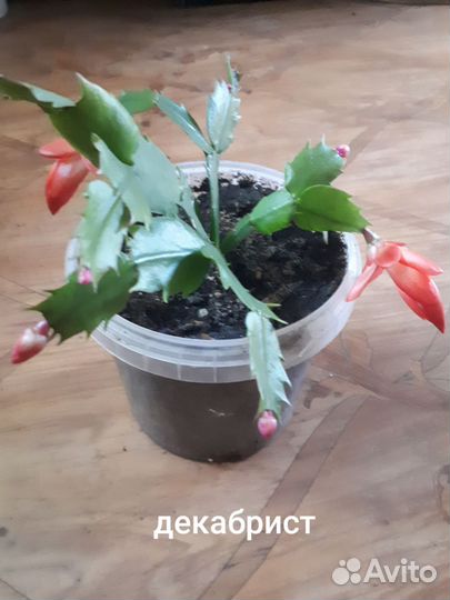 Комнатные растения