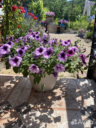 Петуния серии Тайдал