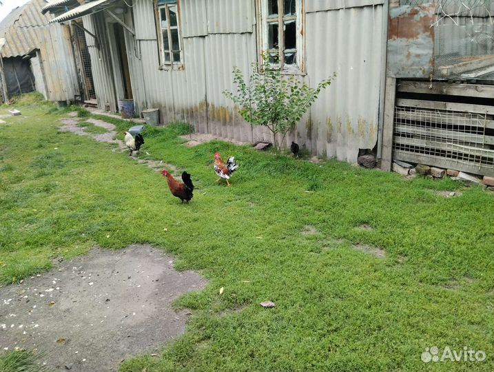 Декоративные курицы