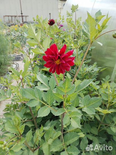 Георгины клубни