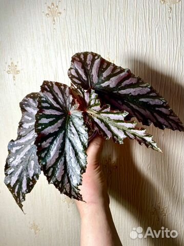 Бегонии Arctic Breeze, Down Нomе, Looking Glass