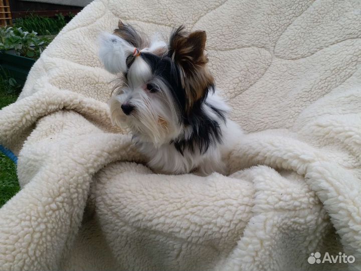 Бивер мини мальчик