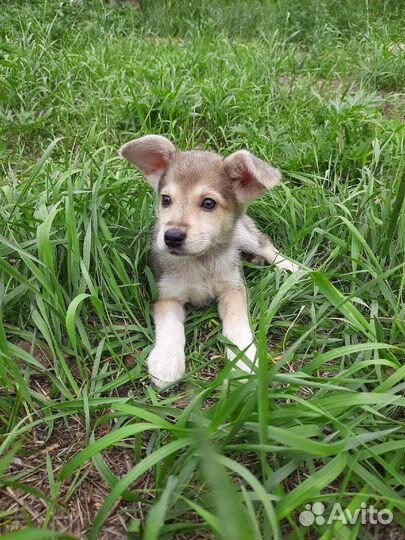 Щенкам приюта нужны ответственные хозяева