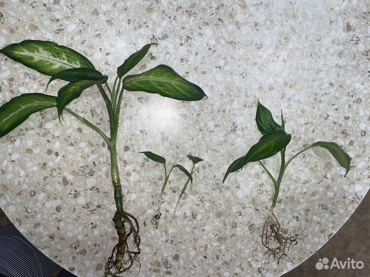 Диффенбахия камилла