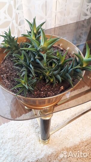 Хавортия, суккулент