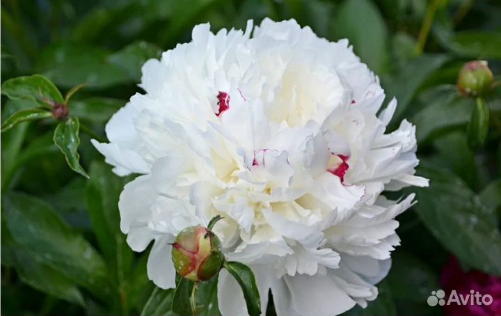 Корни пионов Festiva Maxima