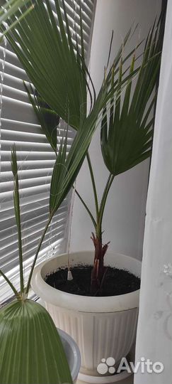 Пальма вашингтония