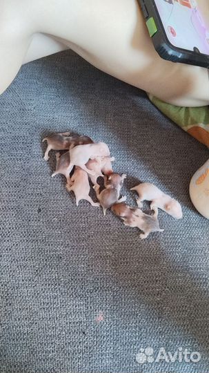 Сирийский хомяк бесплатно малыш