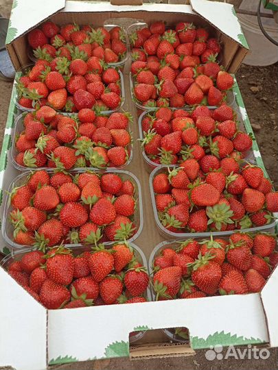 Домашняя клубника