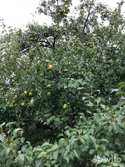 Подам грушу