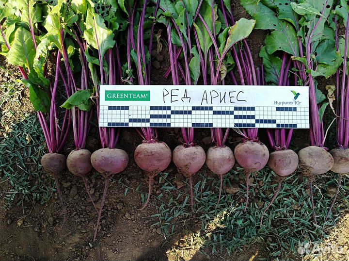 Семена свеклы столовой Ред Ариес F1