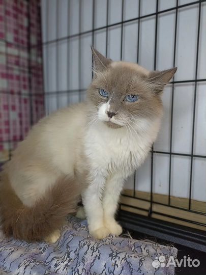 Кошка в дар