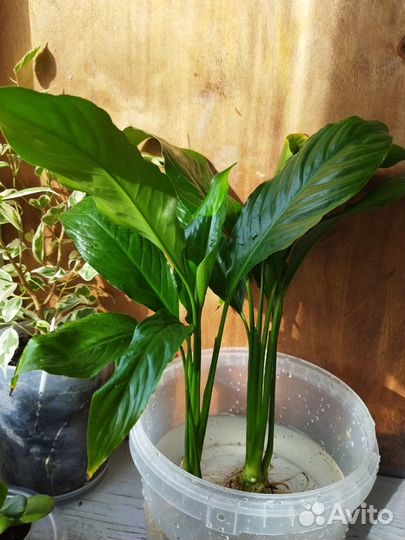 Спатифиллум