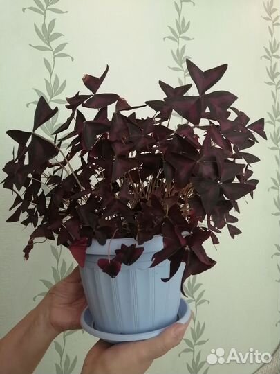 Кислица оксалис