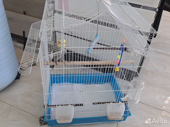 Попугай корелла с клеткой
