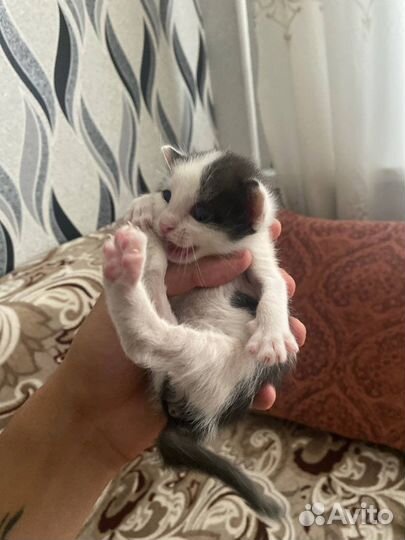 Котенок ищет семью