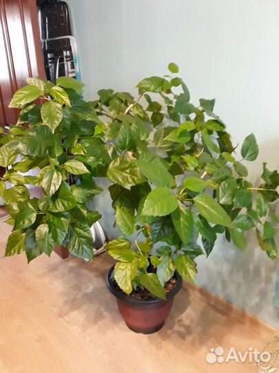 Китайская роза гибискус