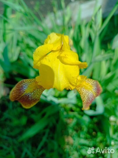 Ирисы бородатые сортовые