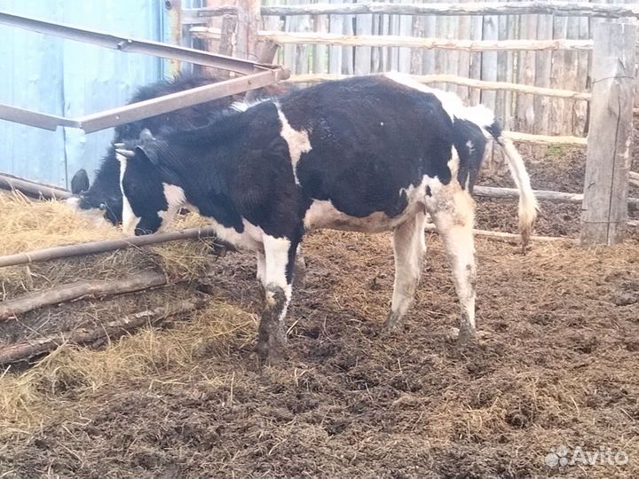4 Телки и бык (оптом)