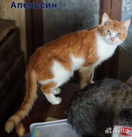 Заберите яркого котика Апельсина из бабк квартиры