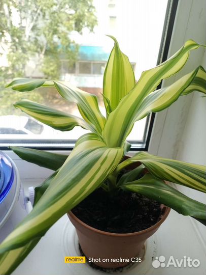 Драцена душистая