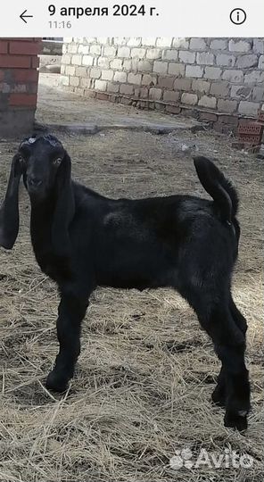 Козлята камори