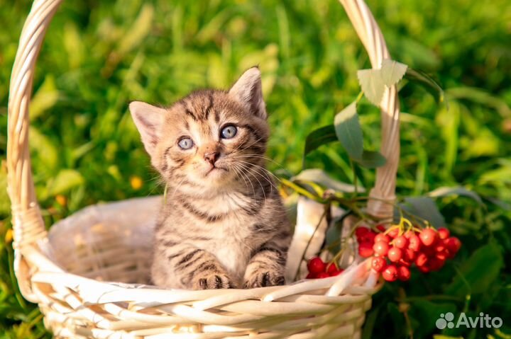 Котята в добрые руки приучены к лотку