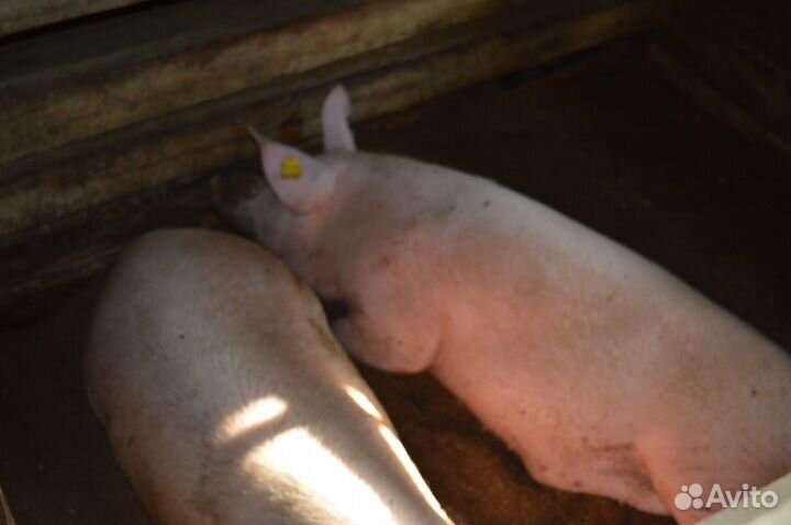 Поросята породы Крупная Белая