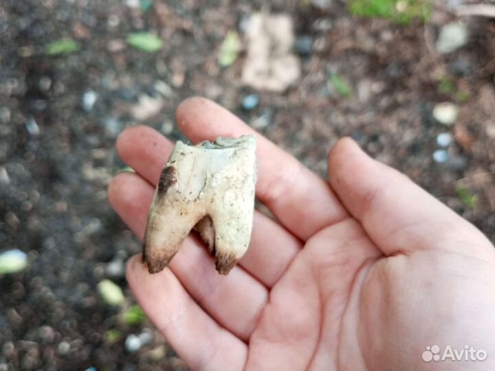 Зуб быка простого