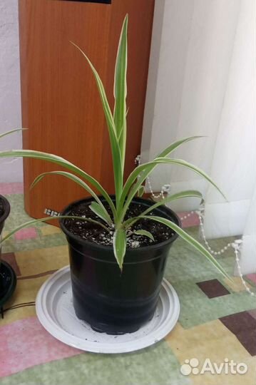 Хлорофитум