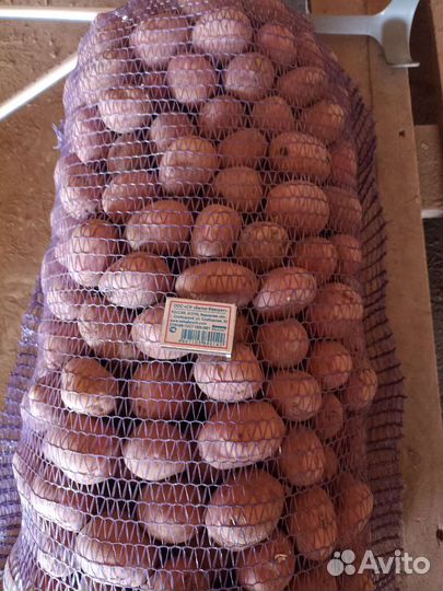 Семенной картофель ред соня