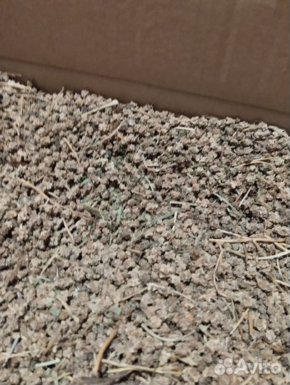 Семена красный бурака