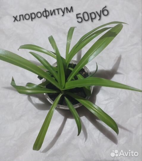 Хлорофитум хохлатый